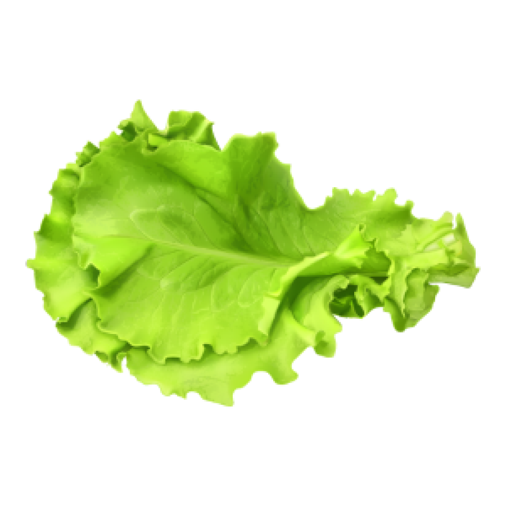 Fresh lettuce